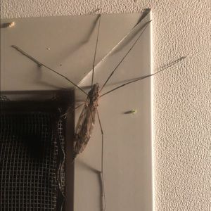 Meet your Posher, Patty